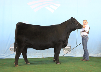 Reserve Junior Champion Heifer