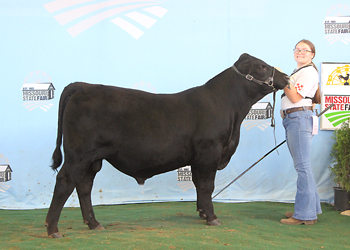 Reserve Senior Bull Calf Champion