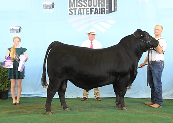 Reserve Grand Champion Bull