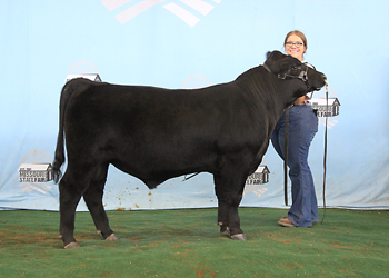 Senior Bull Calf Champion