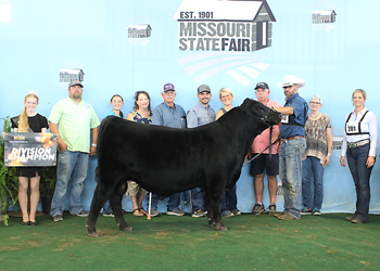 Senior Bull Calf Champion