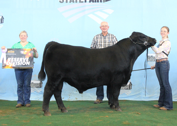 Reserve Senior Bull Calf Champion