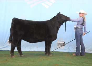 Reserve Early Senior Heifer Calf Champion