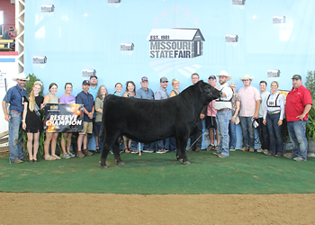 Reserve Grand Champion Bull