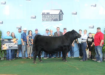 Grand Champion Bull