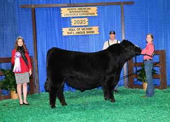 Reserve Intermediate Champion Bull