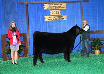 Intermediate Champion Heifer