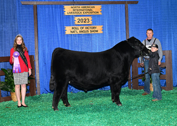 Intermediate Champion Bull