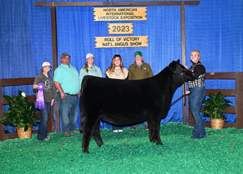 Senior Heifer Calf Champion