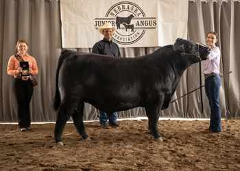 Grand Champion Bred-and-owned Bull