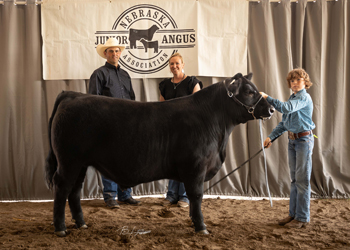 Reserve Grand Champion Steer