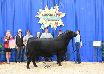 Resereve Senior Champion Bull