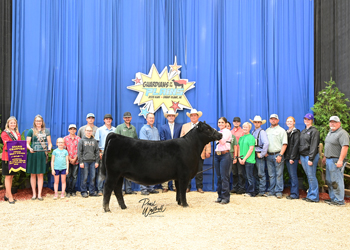 Grand Champion Bred-and-owned Female