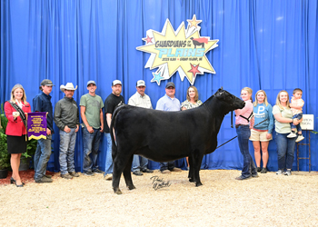 Owned Junior Champion Heifer--division 2