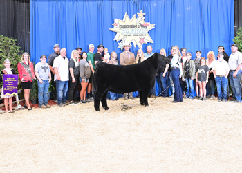 Grand Champion Steer