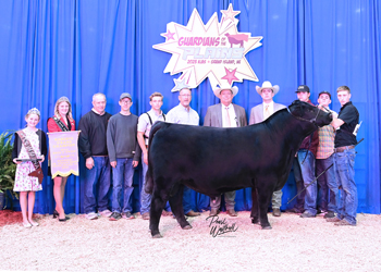 Reserve Grand Champion Bred-and-owned Bull