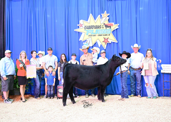 Owned Reserve Heifer Calf Champion Division 3