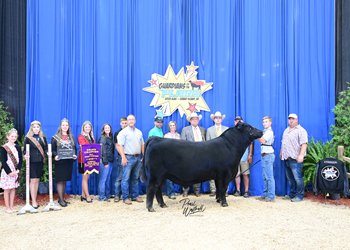 Grand Champion Bred-and-owned Bull