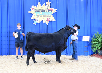 Steer Class 8