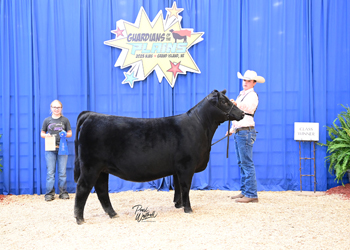 Owned Heifer Class 26