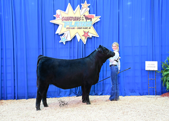 Owned Heifer Class 19