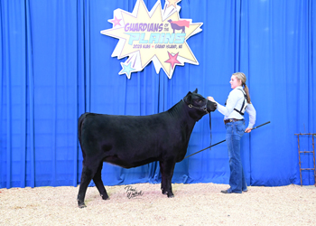 Phenotype & Genotype Heifer Class 2