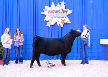 Bred-and-owned Heifer Class 13