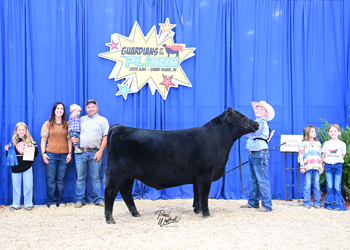 Steer Class 3