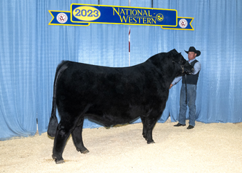 Reserve Senior Champion Bull