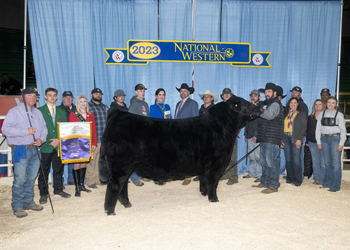 Grand Champion Bull