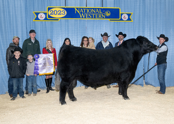 Reserve Grand Champion Bull