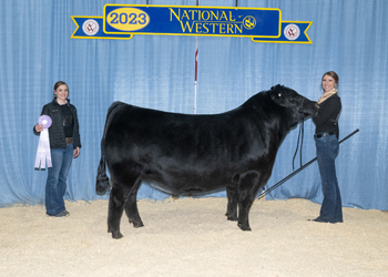 Reserve Junior Champion Bull