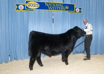 Reserve Senior Bull Calf Champion