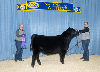 Summer Bull Calf Champion