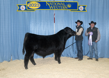 Reserve Junior Bull Calf Champion