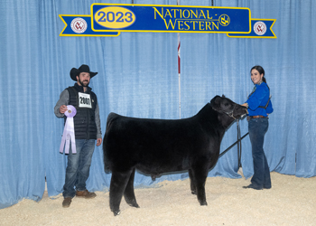 Reserve Summer Bull Calf Champion