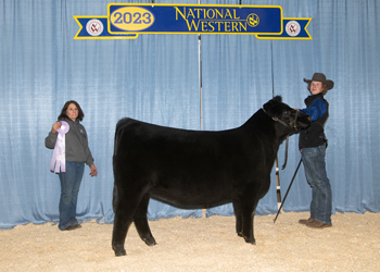 Reserve Senior Heifer Calf Champion