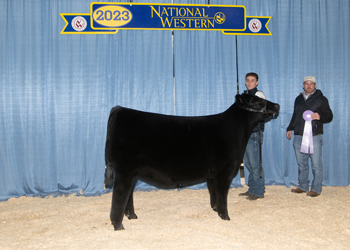 Reserve Junior Heifer Calf Champion - Division 2