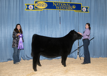 Junior Heifer Calf Champion - Division 1