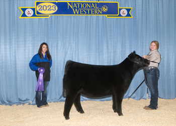 Summer Heifer Calf Champion