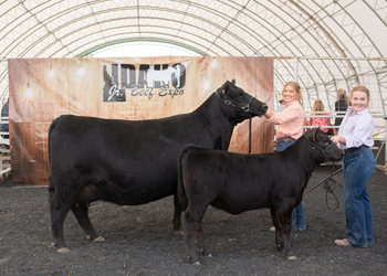 Grand Champion Cow-calf Pair