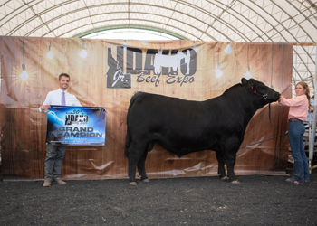 Grand Champion Bred-and-owned Bull