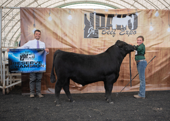 Reserve Grand Champion Bred-and-owned Bull