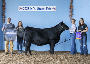 Intermediate Champion Heifer