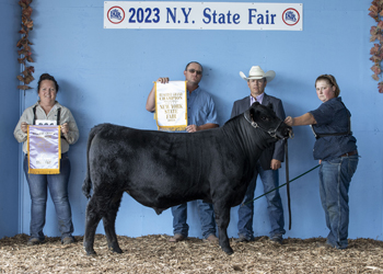 Reserve Grand Champion Bull