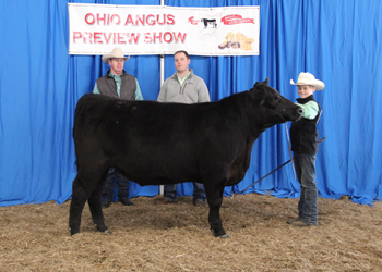 Reserve Grand Champion Steer