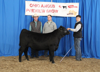 Grand Champion Steer