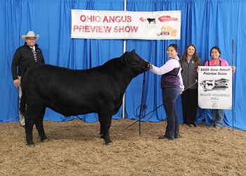 Grand Champion Bull