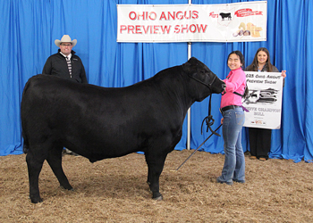 Reserve Grand Champion Bull