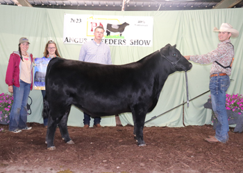 Grand Champion Bred-and-owned Steer